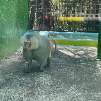 Zoologico De Vallarta - Zoos Near Me - Boca de Mixmaloya, JAL