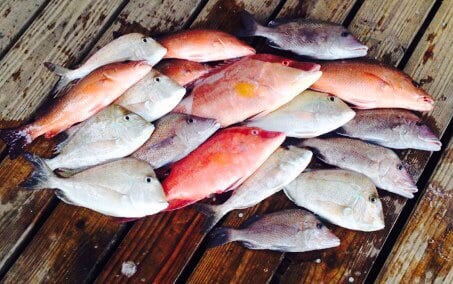 Reel Coquina Fishing Charters