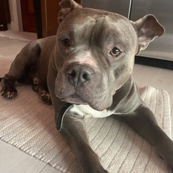 Malernee Art DVM - Veterinarians Near Me - Delray Beach, Florida