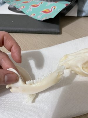 The Coven's Cottage by null