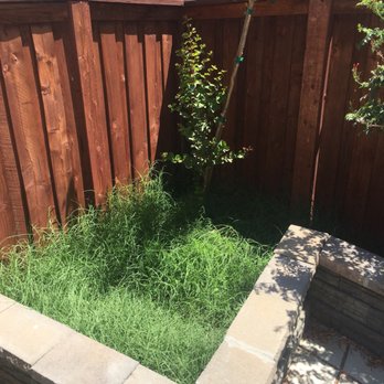 Ortega's Jr Tree Service - Before - Tree Services Near Me - Riverside , California Ortega's Jr Tree Service - Before - Tree Services Near Me - Riverside , California
