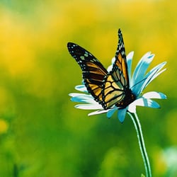 Monarch Wellness - Integrative therapy center empowering children, adolescents, and adults through emotional and behavioral metamorphosis