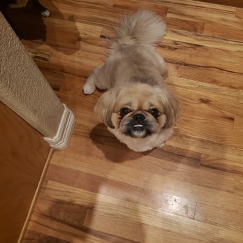 Sewer & Drain Repair Specialists - Nothing to do with work. Just a picture of my dog. - Plumbing Near Me Sewer & Drain Repair Specialists - Nothing to do with work. Just a picture of my dog. - Plumbing Near Me