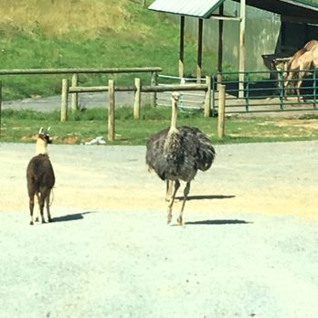 Virginia Safari Park - Zoos Near Me - Natural Bridge, Virginia Virginia Safari Park - Zoos Near Me - Natural Bridge, Virginia