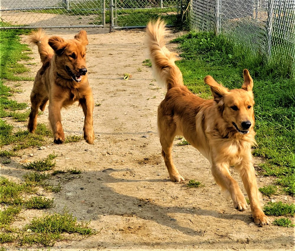 DOG BOARDING MUNSTER ABBEY Updated September 2024 15 Photos 477