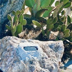 Barstow Library - Susan's garden