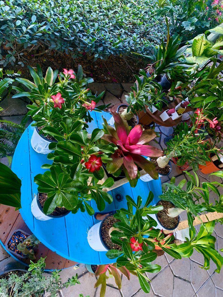 RGS NURSERY 18800 SW 137th Ave, Miami, Florida Nurseries