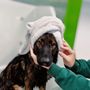 Photo of Happy Dog Resort