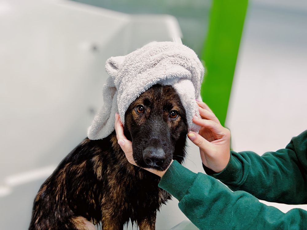 Happy Dog Resort Image