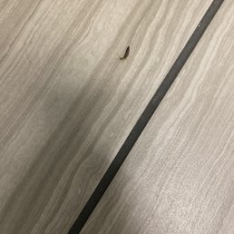 A bug in the bathroom A bug in the bathroom