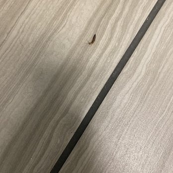 Subway - A bug in the bathroom - Sandwiches Near Me - Corona, California Subway - A bug in the bathroom - Sandwiches Near Me - Corona, California