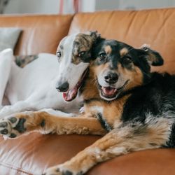 Care-A-Lot Pet Supply - My two precious girls.