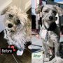 Photo of Puppy Land Grooming & Service