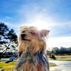 biscuits doggie daycare federal way