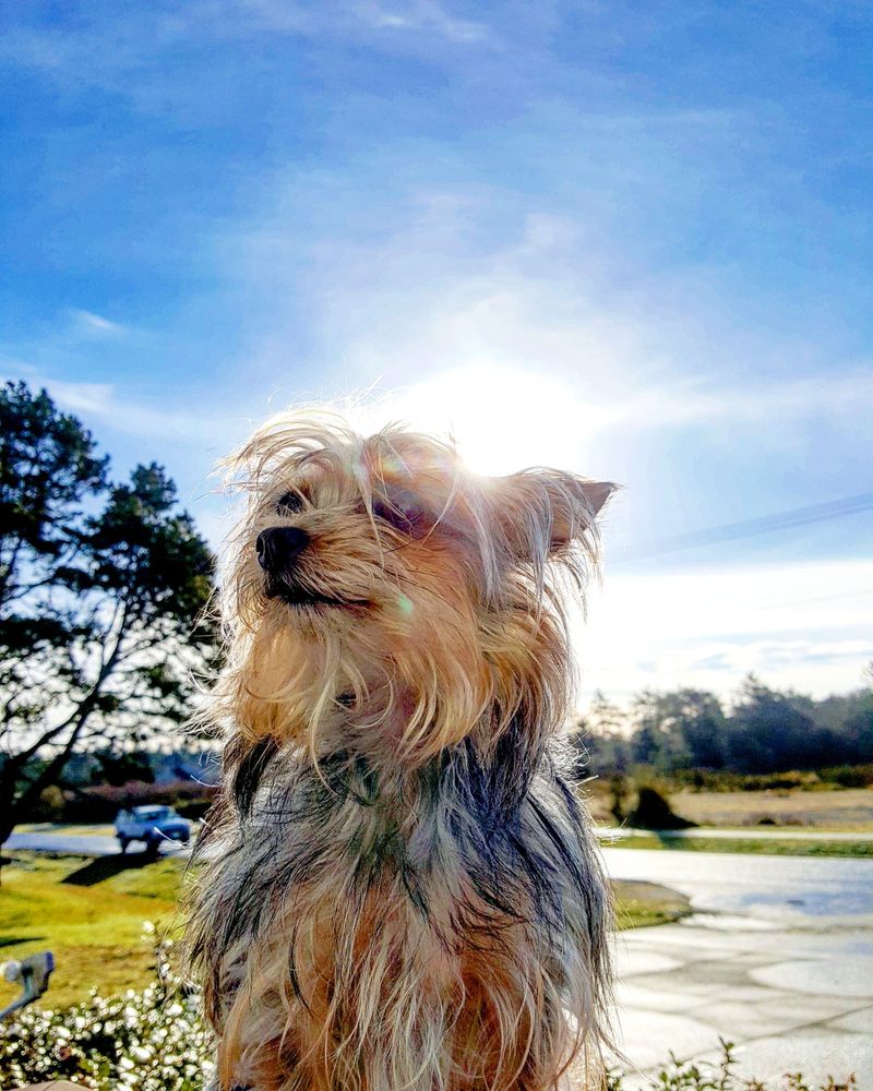 FIRGROVE VETERINARY HOSPITAL 45 Photos & 99 Reviews 14816 Meridian