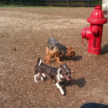 Wills Park - Cheech with a friend at the dog park - Parks Near Me - Avondale Estates, Georgia