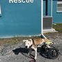 Photo of The Runaways Animal Rescue