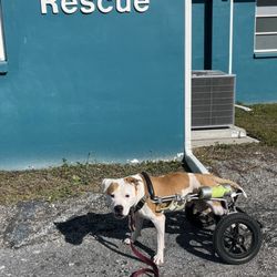 The Runaways Animal Rescue
