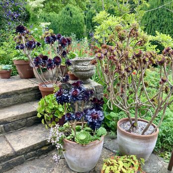 The Courts Garden - The Courts Garden - Botanical Gardens Near Me - Holt, WIL