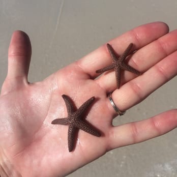 Keewaydin Island - Baby Starfish! - Boating Near Me - Naples, Florida Keewaydin Island - Baby Starfish! - Boating Near Me - Naples, Florida