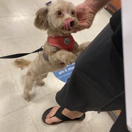 Dog grooming Dog grooming
