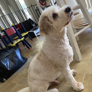 Pet Dynasty - Kodie! - Pet Boarding Near Me - Pleasanton, California