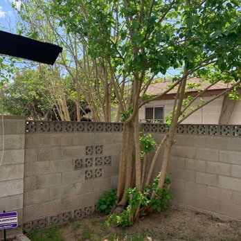 Core Tree Service - Mulberry growing in both side of my side wall - Tree Services Near Me - Glendale, Arizona