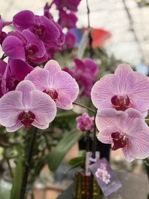 Cornell Farm Cafe by null