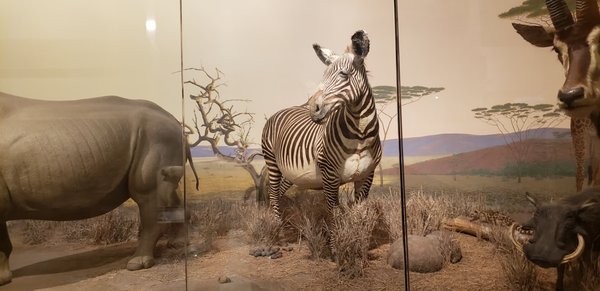 Putnam Museum and Science Center by null