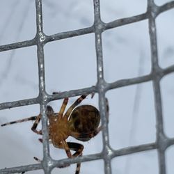 Dirty Deeds Pest Control