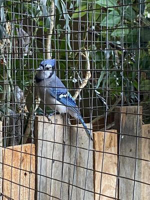 Bird Kingdom by null