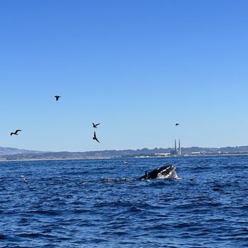 Fast Raft Ocean Safaris - Whale - Whale Watching Tours Near Me - Monterey, California