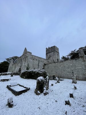 Muckross Abbey by null
