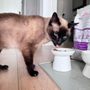 Long Island City Veterinary Center