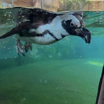 Dallas Zoo - Penguin - Zoos Near Me - Dallas, Texas