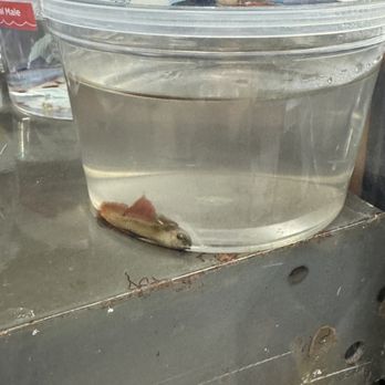 Petco - Dead beta fish at Petco Oceanside - Pet Groomers Near Me - Oceanside, New York