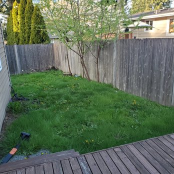 Green Gardens Services - Before 2: I hate those dandelions. - Gardeners Near Me Green Gardens Services - Before 2: I hate those dandelions. - Gardeners Near Me