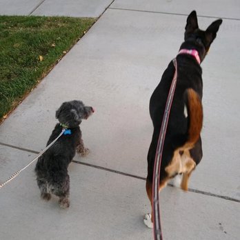 The Dog Nanny - Walking buddies, Piper and Bella - Pet Sitting Near Me The Dog Nanny - Walking buddies, Piper and Bella - Pet Sitting Near Me