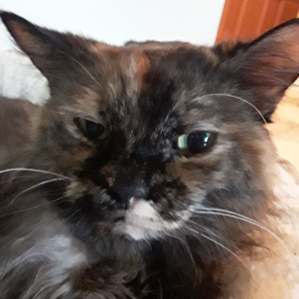 PetSmart - Flaky...!!! - Pet Groomers Near Me - Coral Springs, Florida PetSmart - Flaky...!!! - Pet Groomers Near Me - Coral Springs, Florida