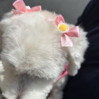 My Pet Garden - Dog Grooming - Pet Stores Near Me - Pasadena, California