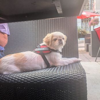 Bier Markt - Patch watching the world go by on Sparks Street - Bars Near Me - Ottawa, Ontario Bier Markt - Patch watching the world go by on Sparks Street - Bars Near Me - Ottawa, Ontario