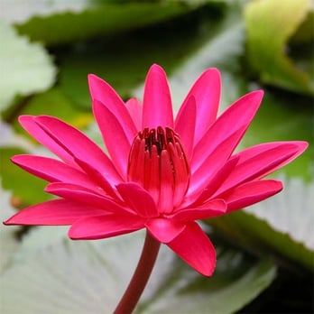 Gateway Garden Center - Night blooming Water Lilies. - Nurseries & Gardening Near Me - Hockessin, Delaware Gateway Garden Center - Night blooming Water Lilies. - Nurseries & Gardening Near Me - Hockessin, Delaware