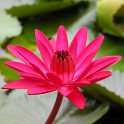 Gateway Garden Center - Night blooming Water Lilies.