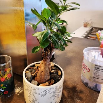Num Num Boba South - a potted plant on a counter - Bubble Tea Near Me - Reno, Nevada Num Num Boba South - a potted plant on a counter - Bubble Tea Near Me - Reno, Nevada