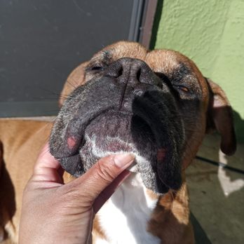 Spa For Paws - A photograph shows a brown and white dog with a relaxed, slightly squinting expression, being gently held by a person's hand under bright sunlight. The dog appears calm, with its face close to the camera, and the background includes a dark door and a green wall, indicating an outdoor setting. - Pet Groomers Near Me - El Paso, Texas