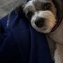 Sparkling Pets