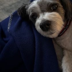 Sparkling Pets - Maddie