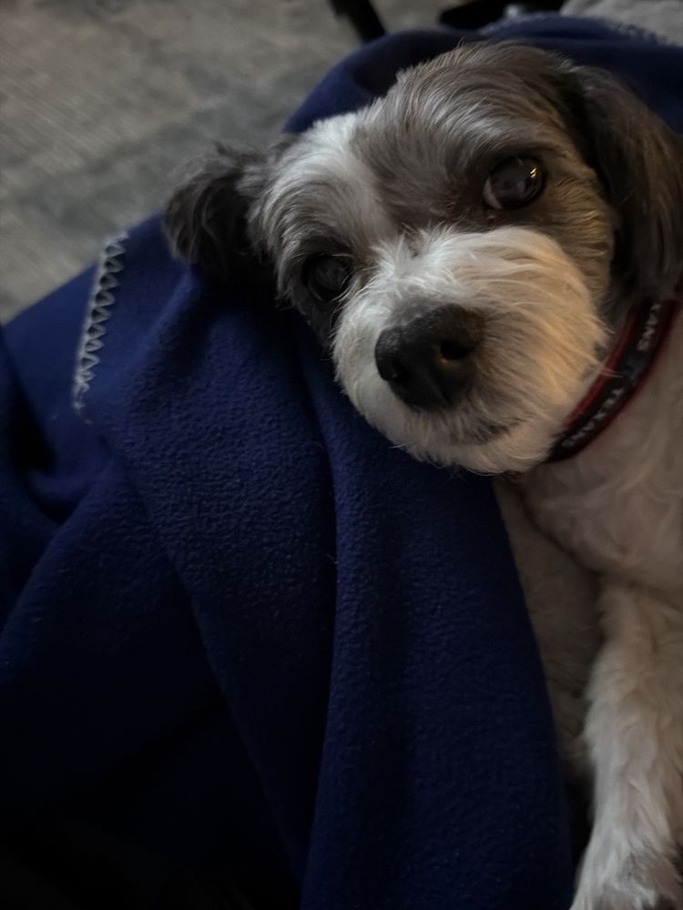 Sparkling Pets Image