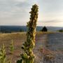 Photo of Icehouse Reservoir