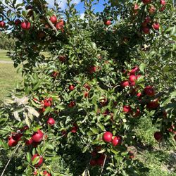 Indian Creek Farm